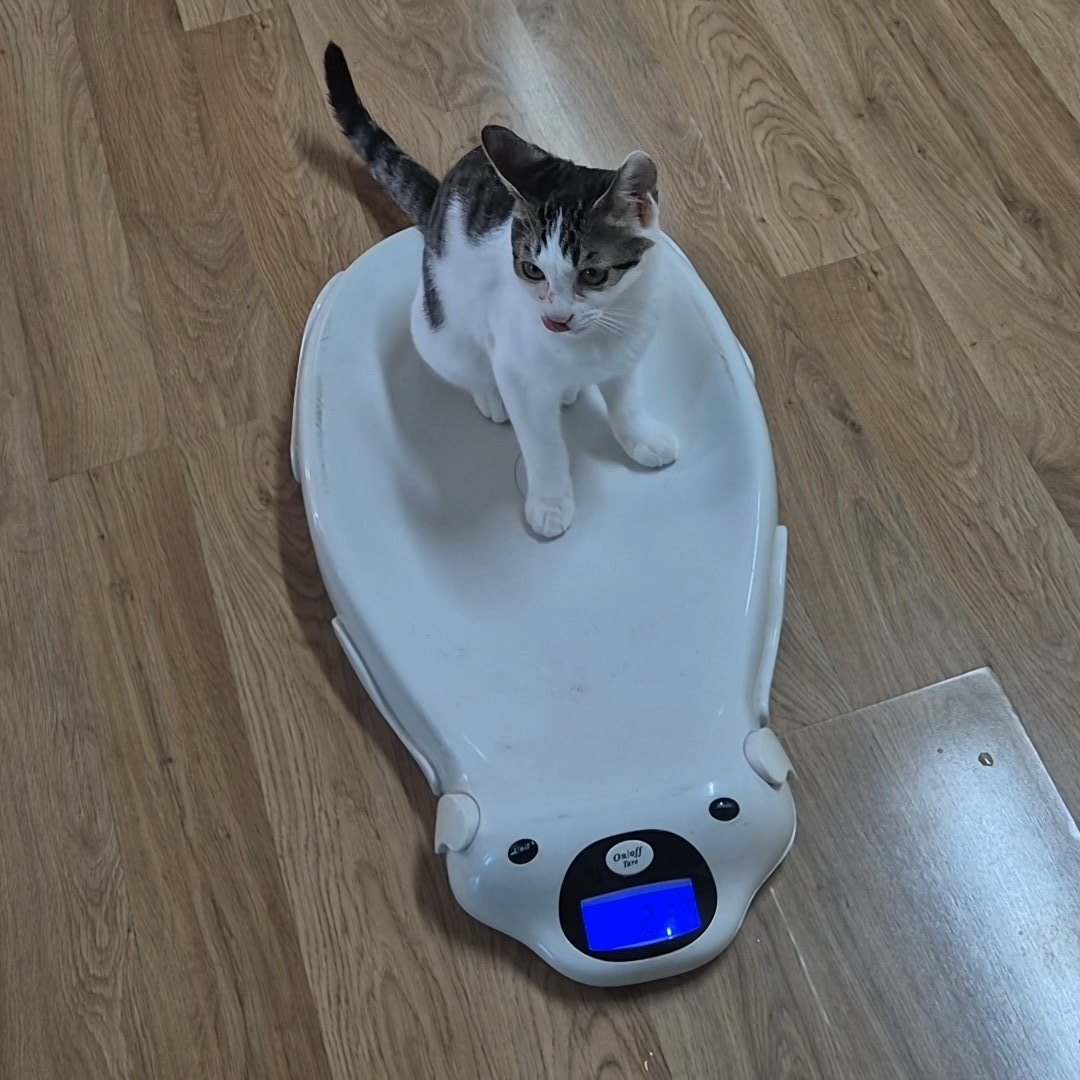 10/11 2.13kg
10/17 2.17kg

몸무게가 왤케 안 늘어...
설마 여기서 더 안 클건 아니겠죠...?(바들바들)