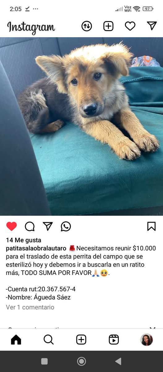 @patitasalaobralautaro Instagram se necesita reunir $10.000 aportes en la cuenta de la foto Rt urgente
