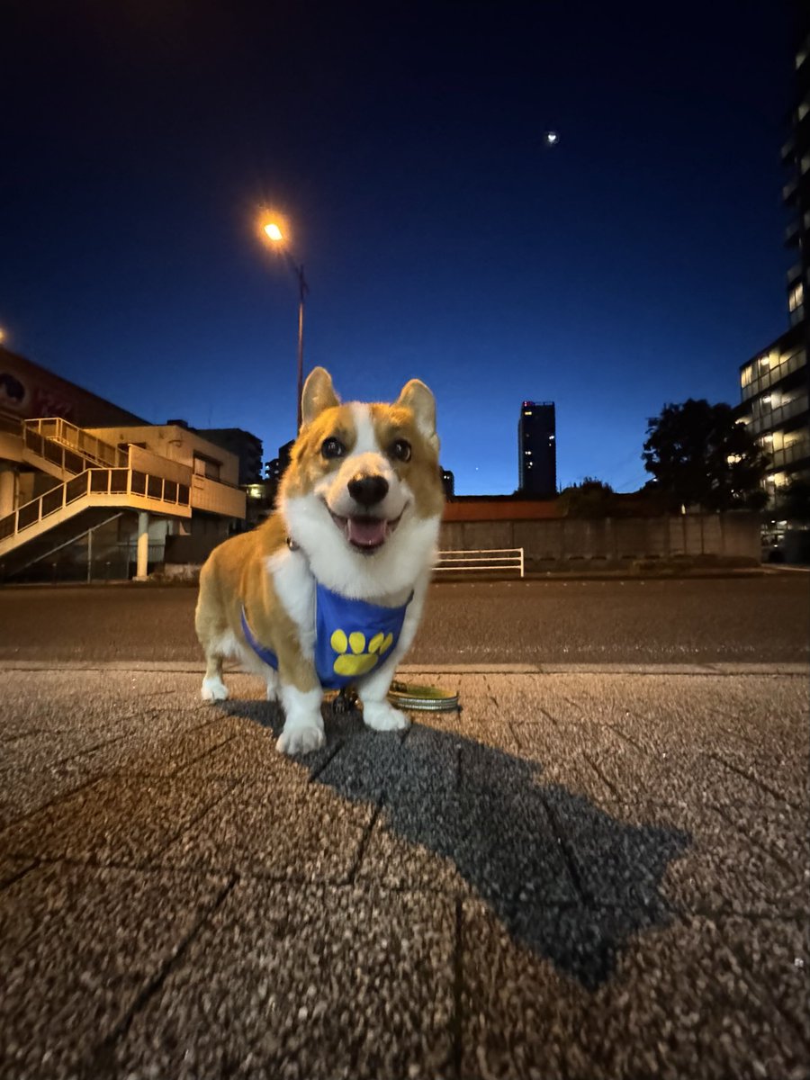 今朝の早朝のお散歩、いい感じに撮れました😆