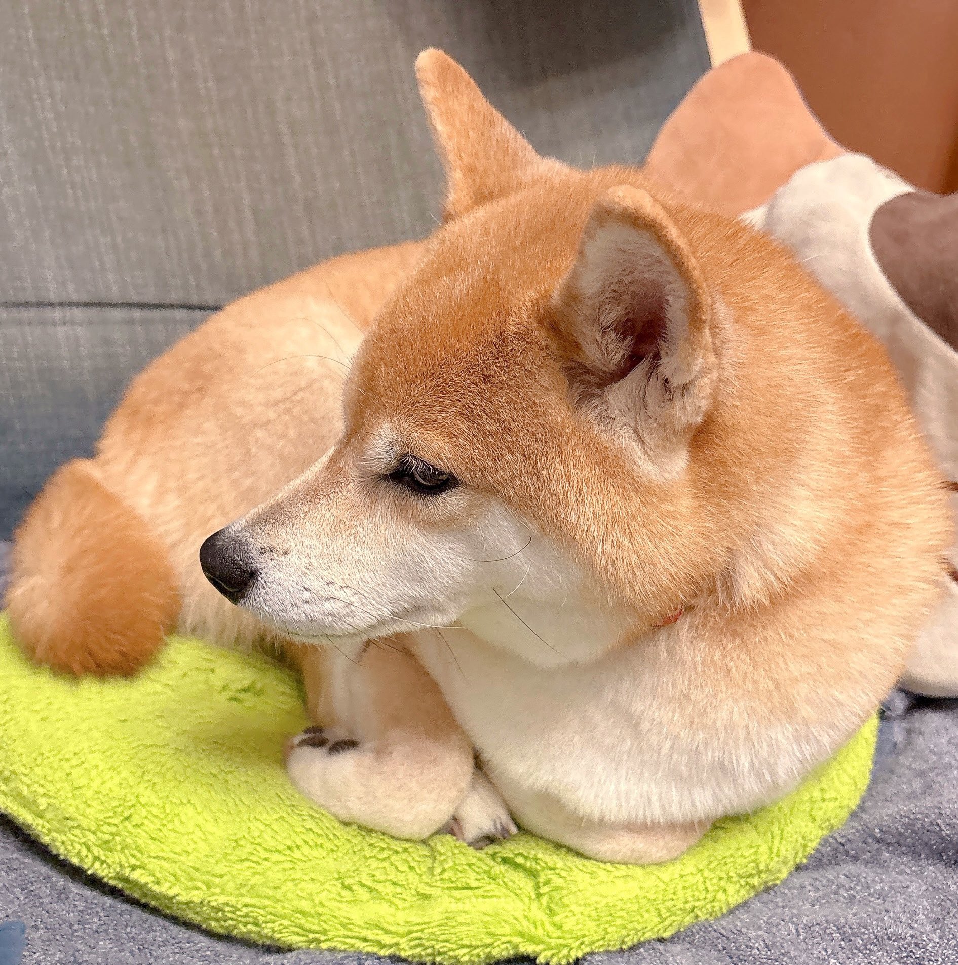 柴犬むぎ □応募用□ #め組のバイト5期生応募 ①柴犬むぎ ②人懐っこくて