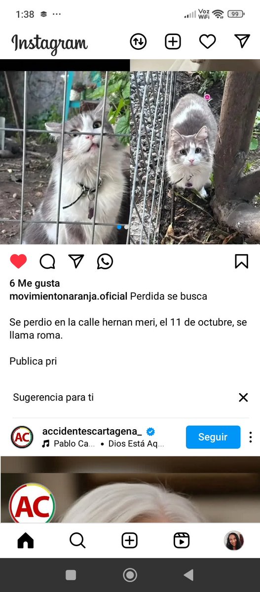 @movimientonaranja.oficial instagram #Roma #Perdida Rt urgente