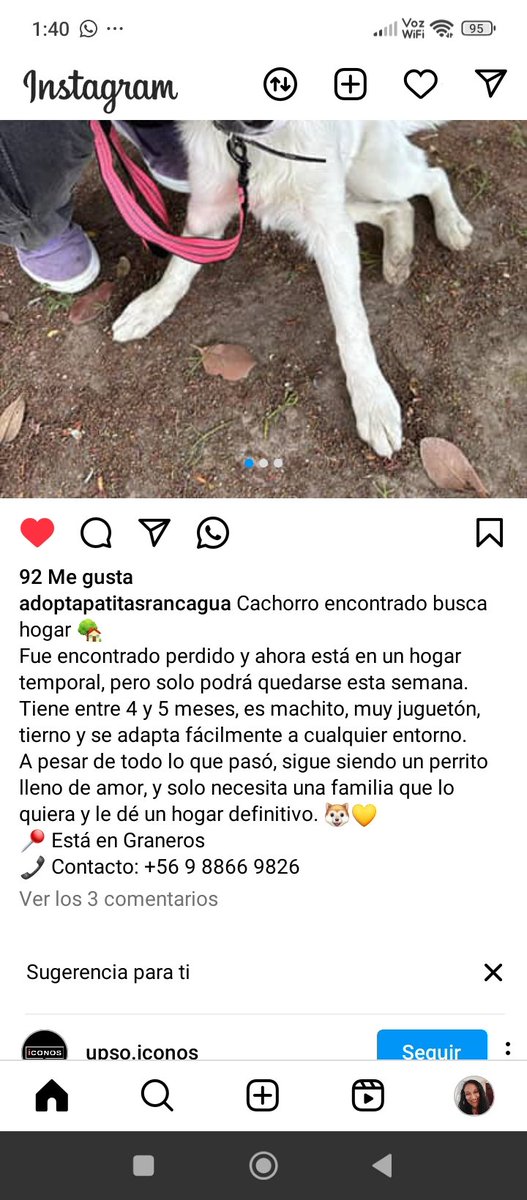 @adoptapatitasrancagua instagram Rt urgente #BuscaHogar
