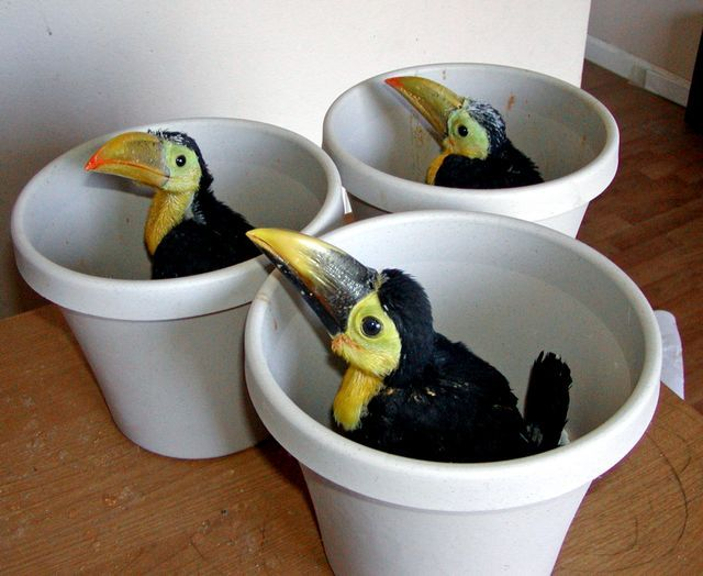 These uber eats drivers bro THEY GAVE ME 3 CUPS OF BABY TOUCAN 🤦🤦🤦🤦🤦🤦