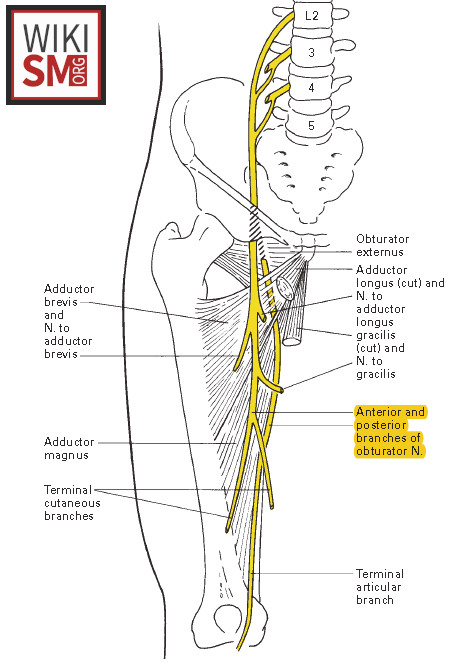MedEd_Cases's tweet photo. Obturator neuropathy is a condition caused by injury or compression of the obturator nerve, which supplies the medial thigh muscles and skin. It typically presents with groin or inner thigh pain, weakness in thigh adduction, and sensory loss in the medial thigh. Common causes include pelvic trauma, surgery, or prolonged compression during childbirth or athletic activity.

Read: https://t.co/TQYhXQ0n2Z

Watch: https://t.co/5TREPt2Yzo

#SportsMedicine #Orthopedics #PhysicalTherapy #AthleticTraining #Rehab #InjuryPrevention #Physio #SportsInjury #SportsRehab #PhysioTherapy #Meded #ATC #FOAMed