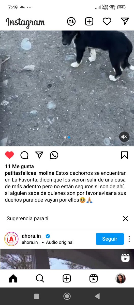 @patitasfelices_molina Instagram cachorros se encuentran en #Favorita Rt urgente