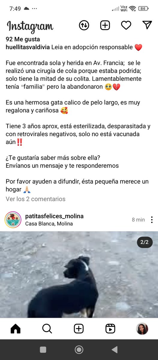 @huellitasvaldivia instagram #Leia #adopcionresponsable Rt urgente