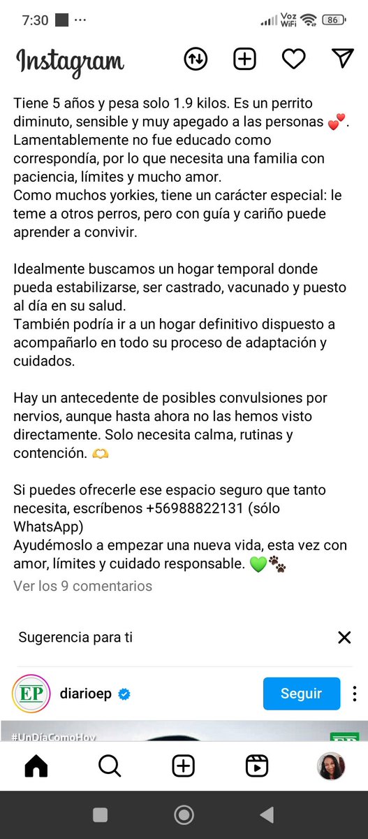 #adopcion @tarencabeza.adoptaconce instagram #Yorkie Busca Familia R urgente