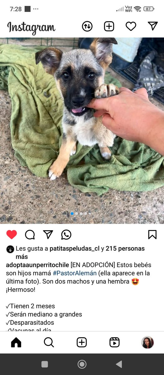@animalistas_ccp instagram Macho #Concepcion Rt urgente busca Hogar ,contacto en foto