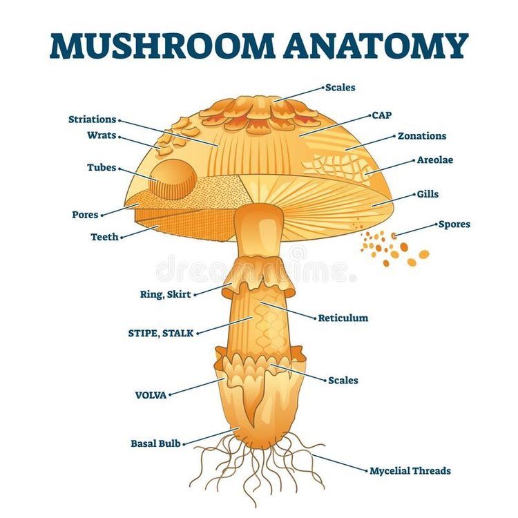 Mushroom Hunting Club (@mushroomhclub) on Twitter photo 