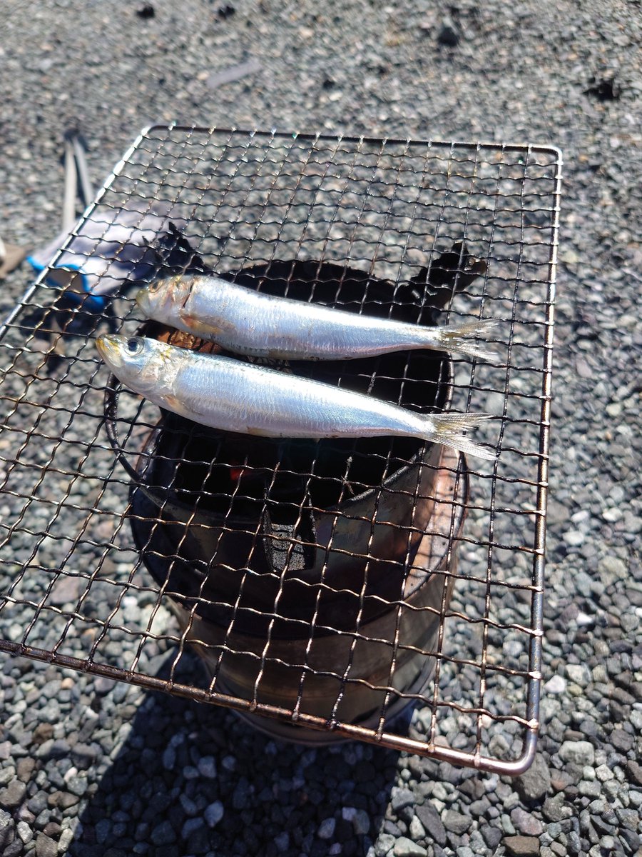 megadt's tweet photo. お前はそこで乾いていけ〜魚編〜 https://t.co/8D1uYQHeyR