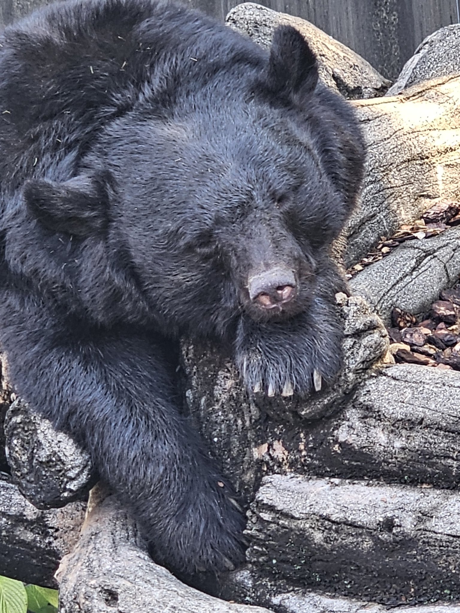 九月獲れた　ツキノワグマ　1024g ツキノワグマ - البحث / X