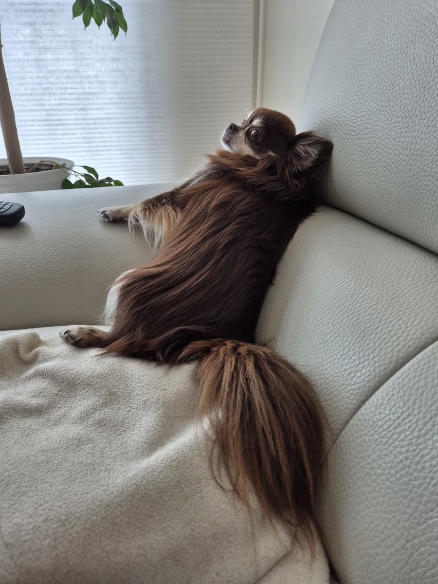17kkami17's tweet photo. #chihuahua #kkami #チワワ #dog https://t.co/J820PcuJTP