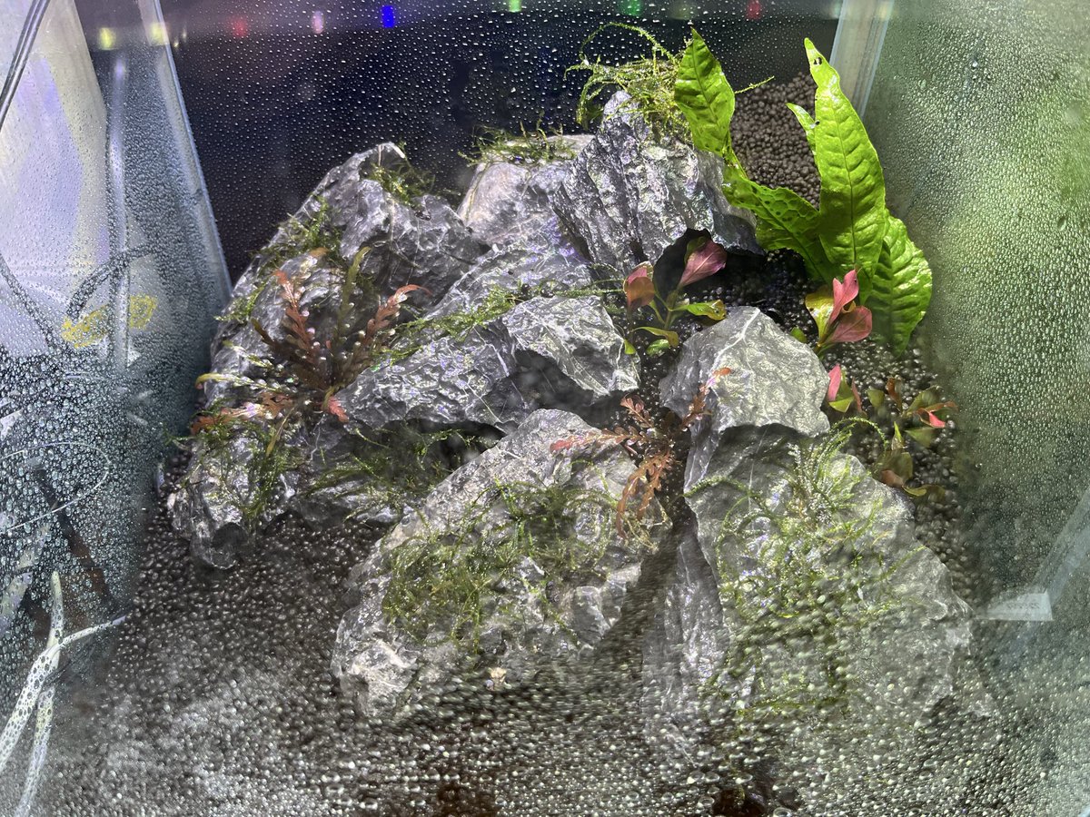 じゃすお tweet media