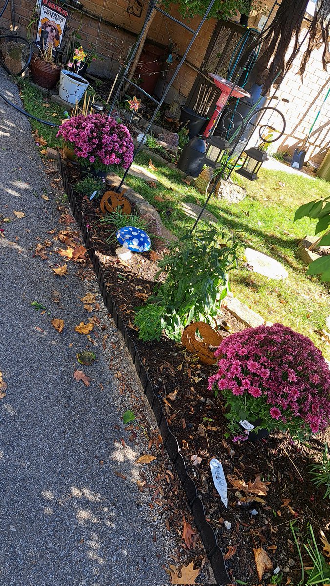 InkedDeviant's tweet photo. Getting There... Pruned My Burning Bush Topiary Tree A Little As Well - She Needed Some Shaping...Bittersweet Time Of Year♡ 

#fallthings #gardening #tinygardens https://t.co/0sXo4YUg2S