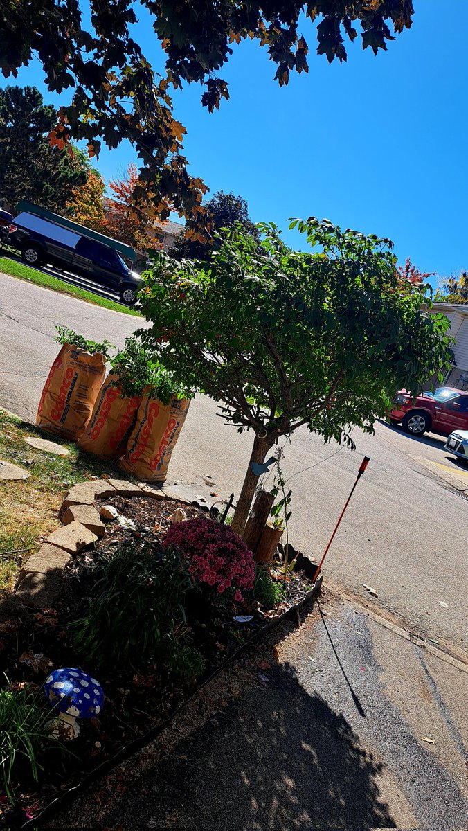 InkedDeviant's tweet photo. Getting There... Pruned My Burning Bush Topiary Tree A Little As Well - She Needed Some Shaping...Bittersweet Time Of Year♡ 

#fallthings #gardening #tinygardens https://t.co/0sXo4YUg2S
