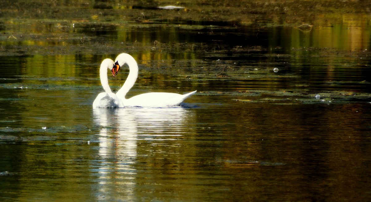 October time for FALLing in LOVE.  Oct 16 <a href="/weathernetwork/">The Weather Network</a>  <a href="/CanGeo/">Canadian Geographic</a>