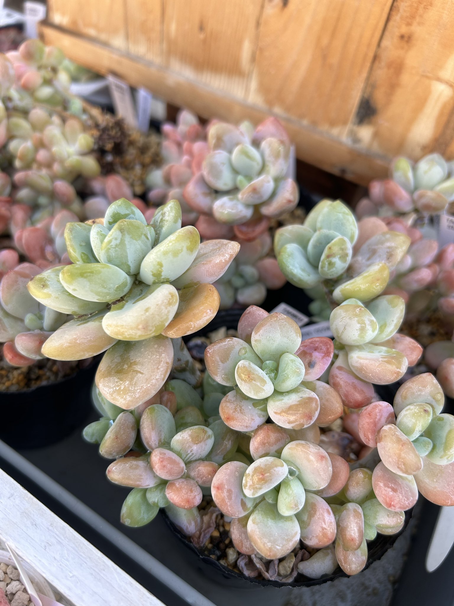 おまとめ中！39SALE！多肉植物^o^ ほろ酔い美人 ほろ酔い美人 | RuPo 多肉