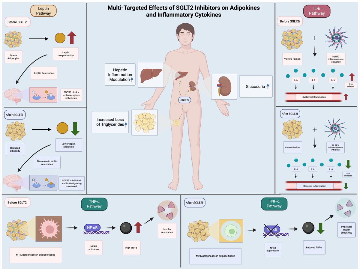In this review, investigators discuss how SGLT2 inhibitors extend benefits beyond glycemic control, such as improving inflammation and reducing weight. Highlighting their growing therapeutic role in cardiometabolic and renal diseases.

More Info👉mdpi.com/2218-1989/15/8…