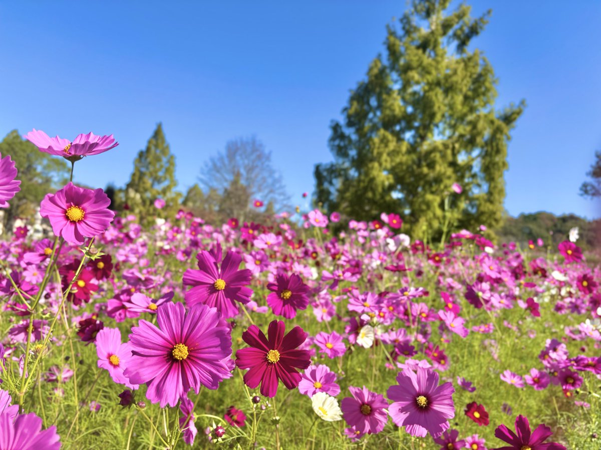 森の天使 58cmジモモ 海外限定Labubu 特大サイズ 幻想の癒しグリーン