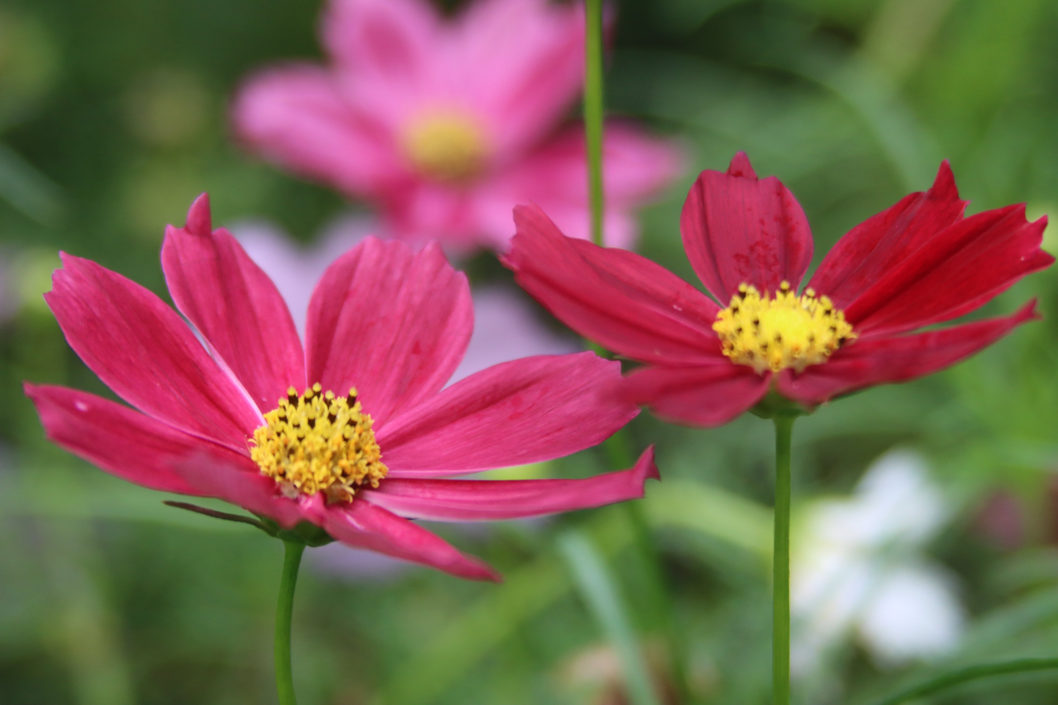 芝浦工業大学【公式】 on X: 