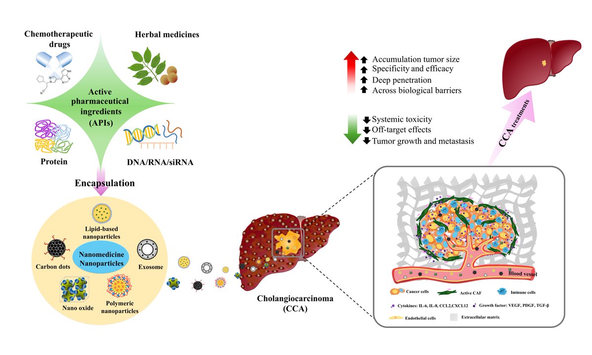 HepatomaRes's tweet photo. 🧫 Cancer Stem Cells in #Cholangiocarcinoma: Emerging Therapeutic Targets

🌱 CSC-driven tumor initiation &amp; resistance
🎯 Targeting stemness pathways for therapy
💡 Advancing personalized #CCA management

🔗 [https://t.co/I6u3iOAGdB]
#CancerStemCells #TranslationalMedicine https://t.co/jlz5ONHsxF