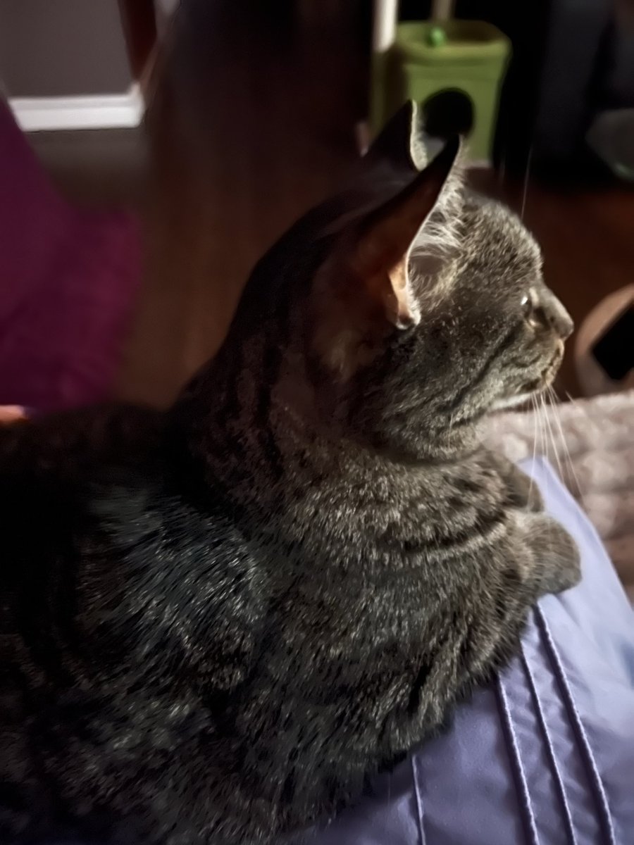 PucKs_n_GLitteR's tweet image. My baby Lia watching #Leafs and #Jays games with momma. 🔵⚪️❤️🍁⚾️🏒