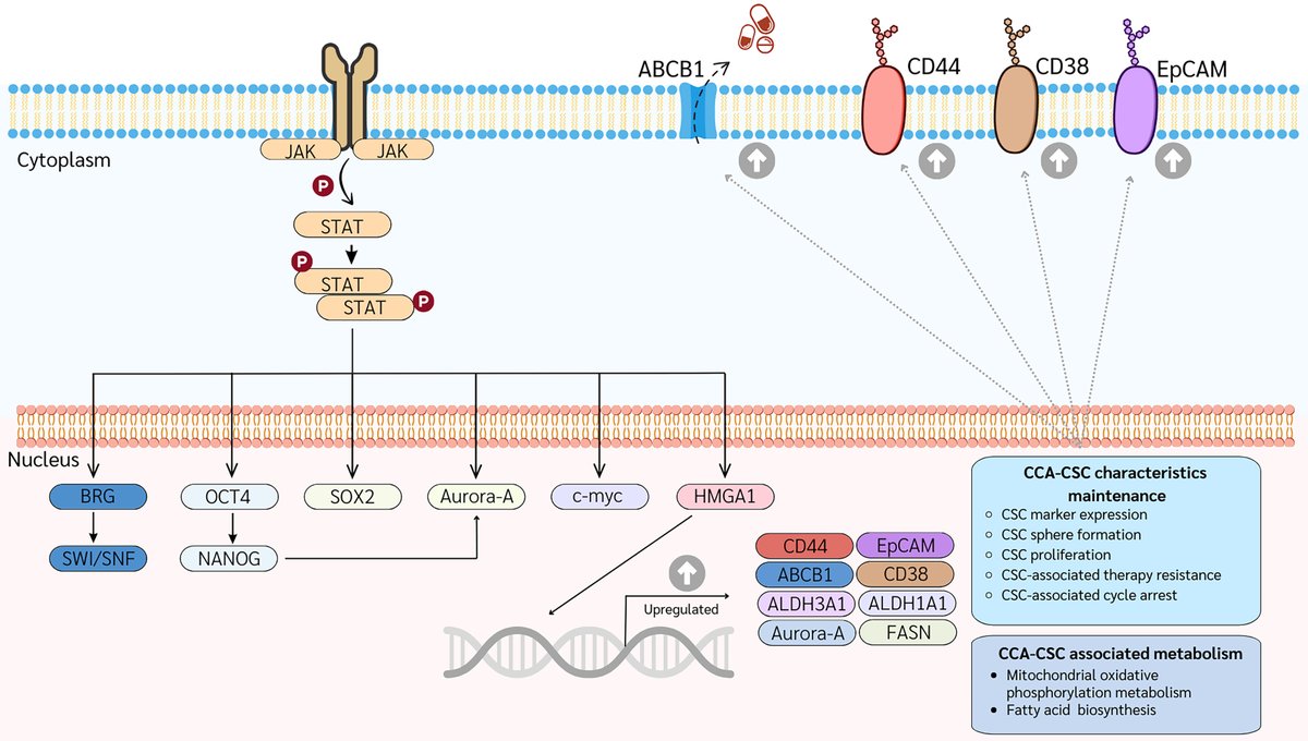HepatomaRes's tweet photo. 🧫 Cancer Stem Cells in #Cholangiocarcinoma: Emerging Therapeutic Targets

🌱 CSC-driven tumor initiation &amp; resistance
🎯 Targeting stemness pathways for therapy
💡 Advancing personalized #CCA management

🔗 [https://t.co/I6u3iOAGdB]
#CancerStemCells #TranslationalMedicine https://t.co/jlz5ONHsxF