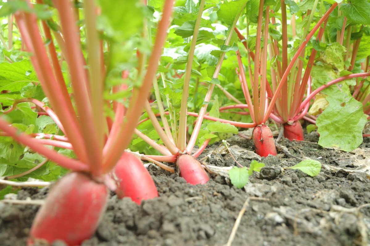 VisitHuaibei's tweet photo. ���In Yandaokou Village, Suixi County, Huaibei, fields of lush radishes are almost ready for harvest. Each crisp root carries the hopes of local farmers, and has become a “fruit of prosperity” helping nearby villagers find work and grow income.🌱#TasteOfHuaibei #HuaibeiNow #淮北 https://t.co/IN6uEhsr85