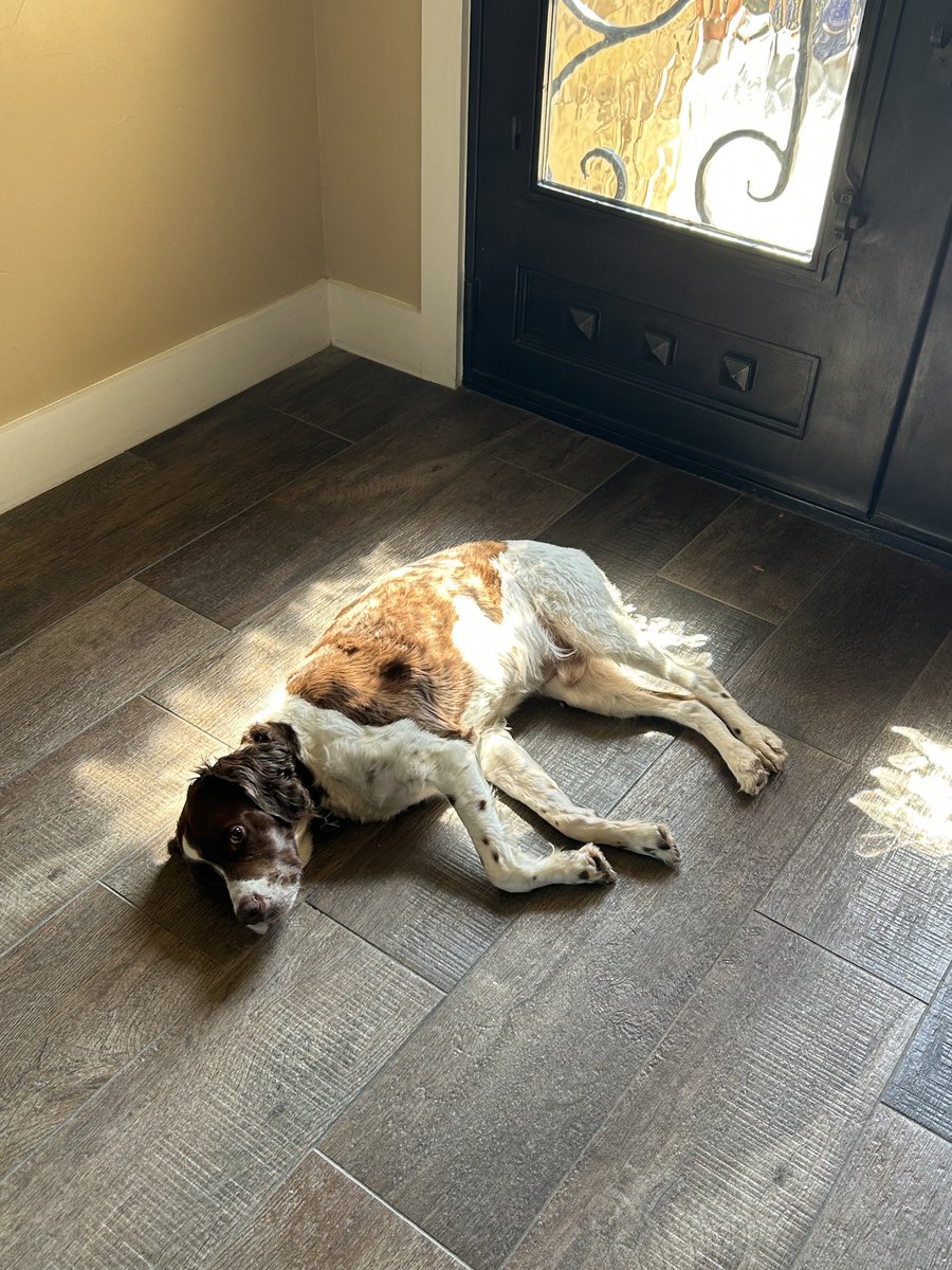 Tribute To A Best Friend

Sunlight streams through the window pane
unto a spot on the floor…
then I remember,
it’s where you used to lie,
but now you are no more.
Our feet walk down a hall of tile,
and muted echoes sound….
then I remember,
It’s where your paws would