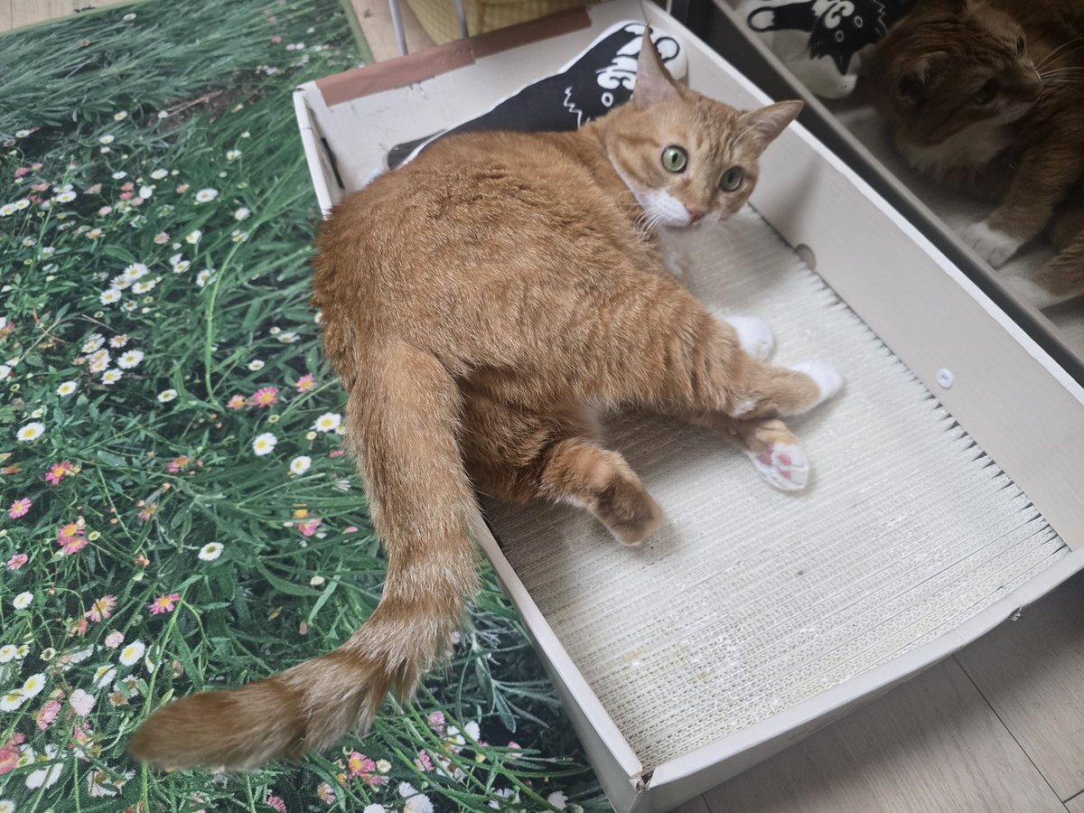 치명적인 방뎅이