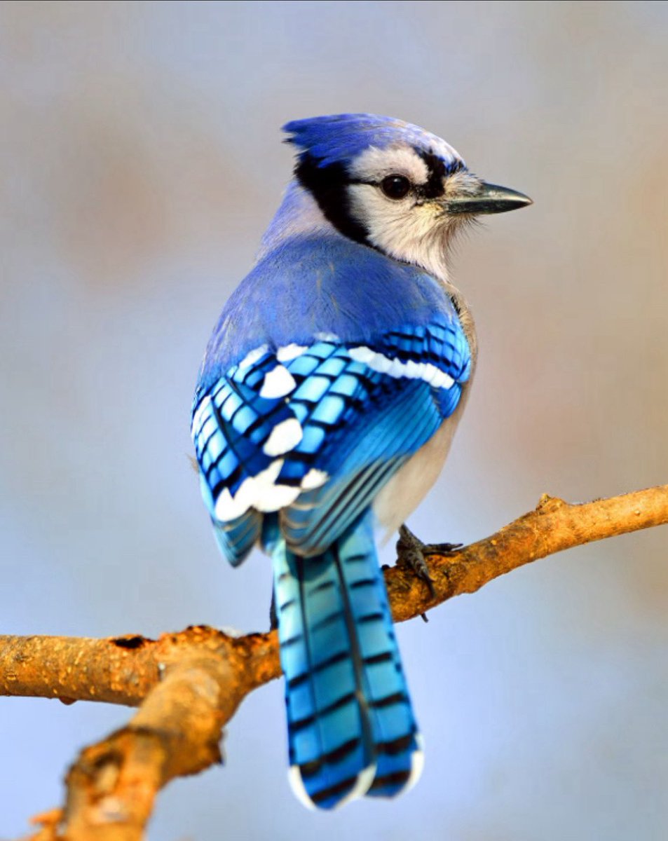 RinkMaster's tweet image. 