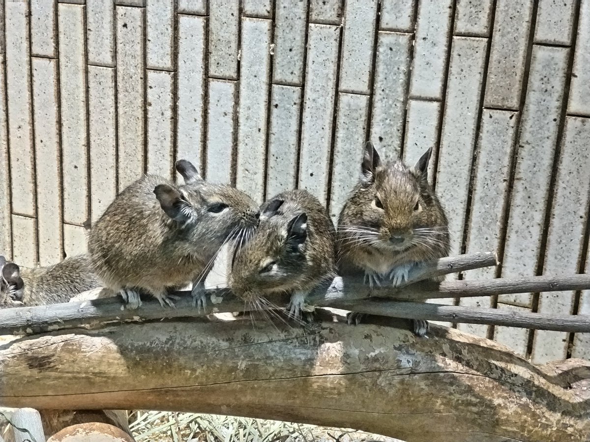 仲良し３人組
#上野動物園 #小獣館 #デグー