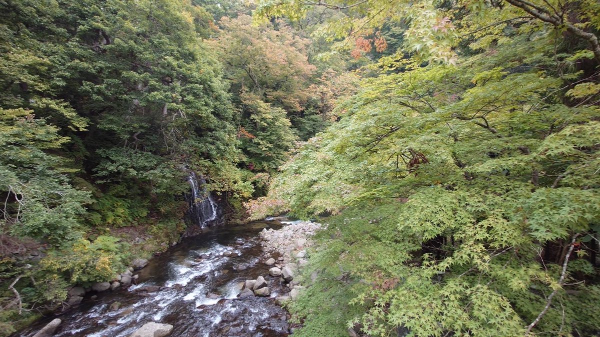 🍁2025年「中野もみじ山ライトアップ」🍁 【実施日時】 10月18日（土
