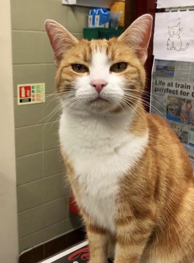 Good morning and welcome to Fish For Tea Friday

There's a Japanese legend that says: 'If you feel like you're losing everything, remember, trees lose their leaves every year, yet they still stand tall and wait for better days to come.'

Please believe in yourself ❤️