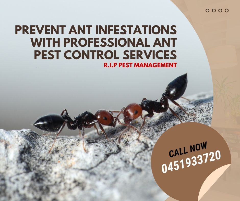 ChloeMa36699's tweet image. RIP Pest Management specialise in ant pest control, helping homeowners and businesses eliminate ant infestations quickly and safely. Get our services today!

Visit our website: shorturl.at/SehsY

#antpestcontrol #antpest #pestcontrol #pestcontrolexperts