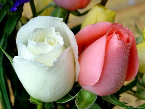 صنعانية tweet media