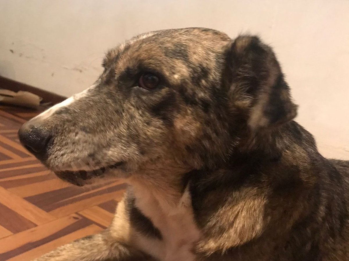 jotaka1977's tweet photo. El cuidador de esta perrita falleció ayer. La familia del cuidador no puede hacerse cargo de ella.
Si alguien puede adoptarla, por favor comunicarse al 987 763 005 (Laura)
@contracultural @litolobo https://t.co/nVvebFG5Kd