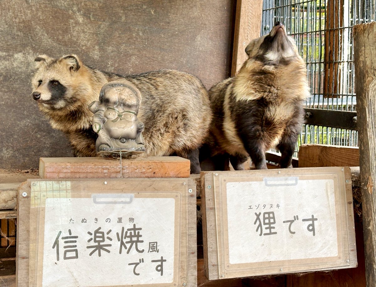 obizoo_official's tweet image. 置物たぬきと生き物たぬき と
あご下を見せつけるたぬき。
⁂
#エゾタヌキ #raccoondog
#tanuki #今日のたぬき
#モユクカムイ #副担当撮影