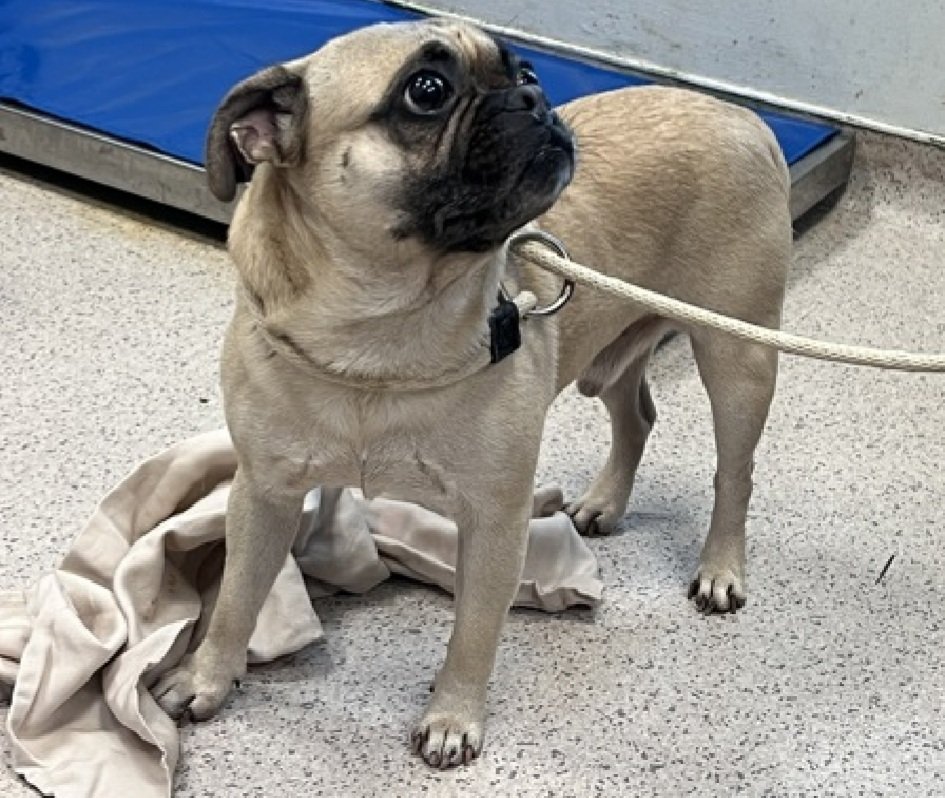 MorgFairsdogs's tweet image. #pugs #PugLovers
Meet Owen 239184
#NewDogontheBlock #NYCACC 
#AdoptMe 
He is a 22 lb, 6 yr old Pug
ok for kids 13+
Looking for his furever home
Can Owen come live with you?
nycacc.app/browse/239184
#Pledge4Rescue #foster #adopt