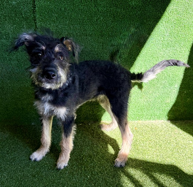 LancasterAnimalShelt (@animalancaster) on Twitter photo #A5714806
Neutered male, black and brown Terrier mix
4 months old.
PetHarbor.com/pet.asp?uaid=L… #A5714806
Neutered male, black and brown Terrier mix
4 months old.
PetHarbor.com/pet.asp?uaid=L…