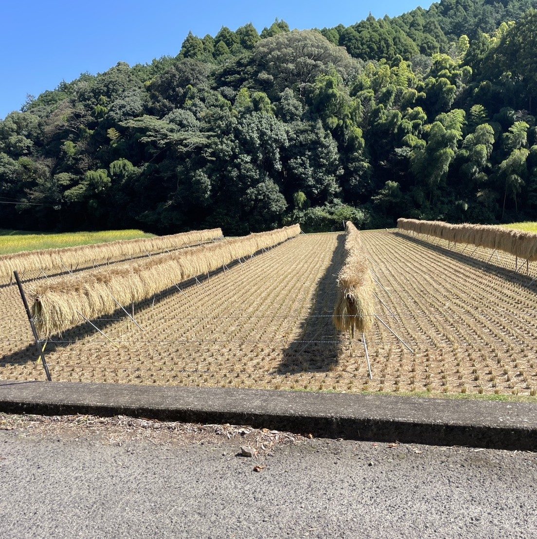 shepherd_vet914's tweet image. 橋本匠護 のコラム
「 妊娠維持期にイネWCSを給与する際の注意点 」更新しました。
shepherd-clc.com/archives/22653

#イネWCS
#妊娠維持期
#過肥

鹿児島では晴れが続き、10月ですが昼間は暑いです。ちらほら田んぼではワラが干されています。
ということで、今回のコラムではイネWCSについてです。粗飼料と