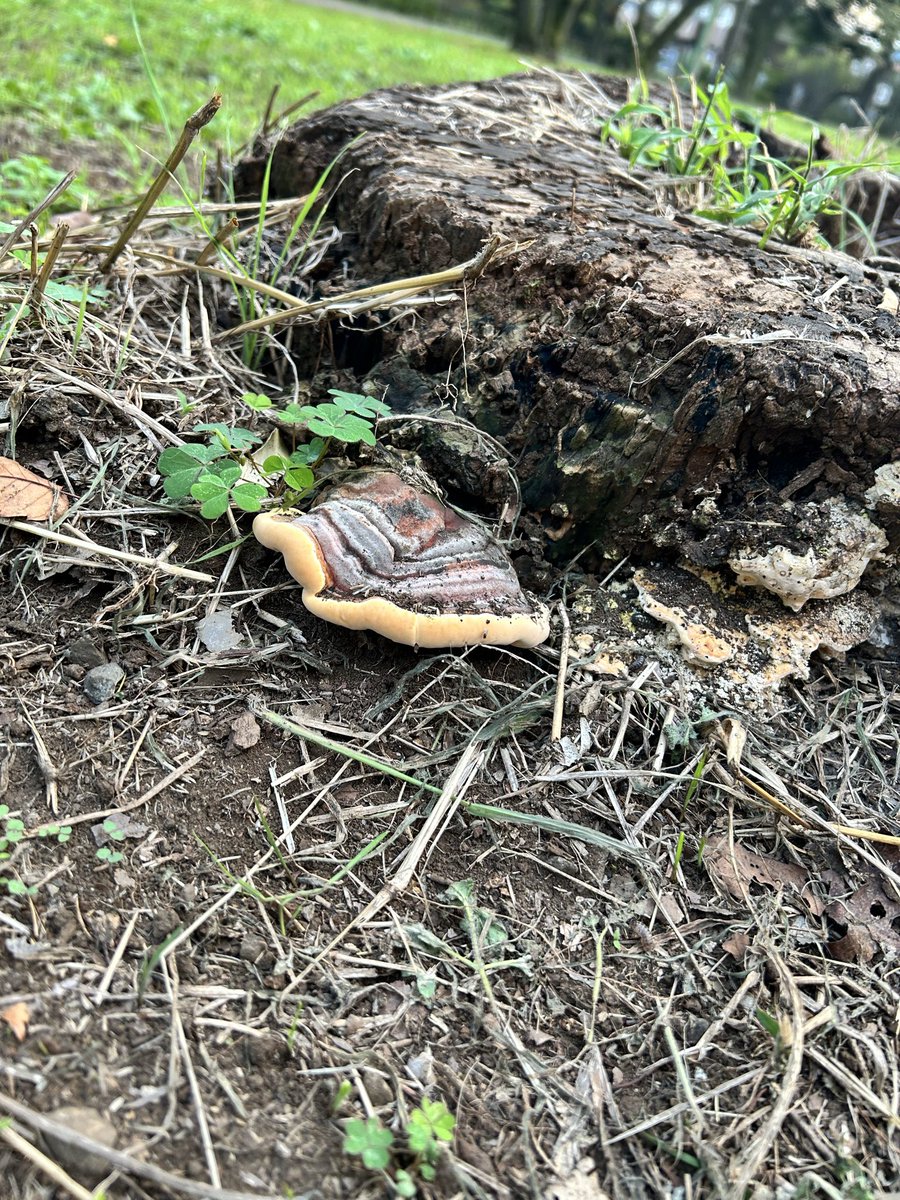 b_m_p_f_'s tweet photo. この前江戸たてもの園に行ったらキノコたくさん見つけた🍄

これキノコだよね？ https://t.co/zGQBljrIMH