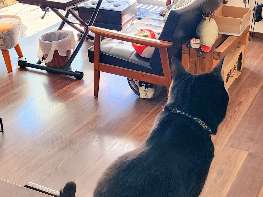 tukiminyan's tweet photo. 遠くから見ている猫。 https://t.co/BNaj5Lpnr6