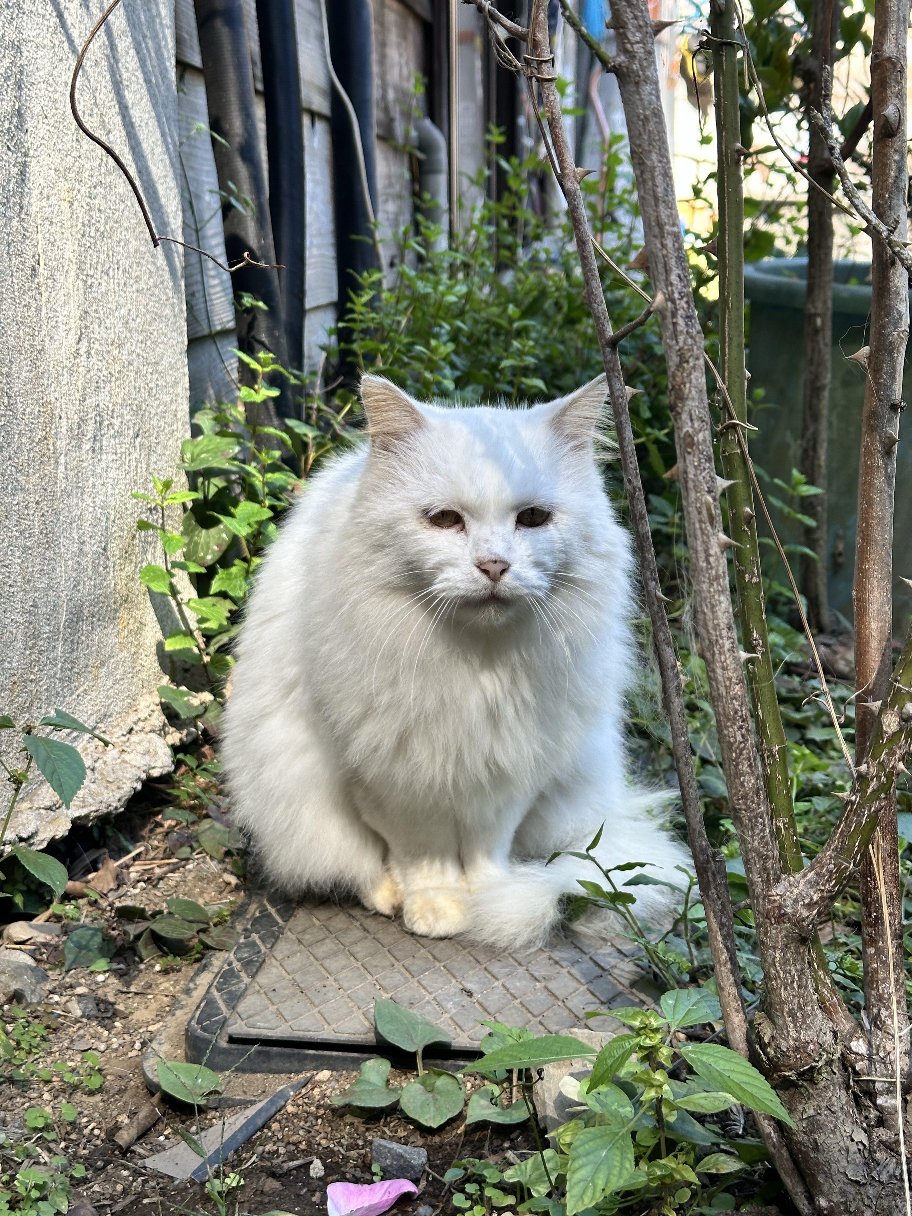 あっちこっちそっちよっち on X: 