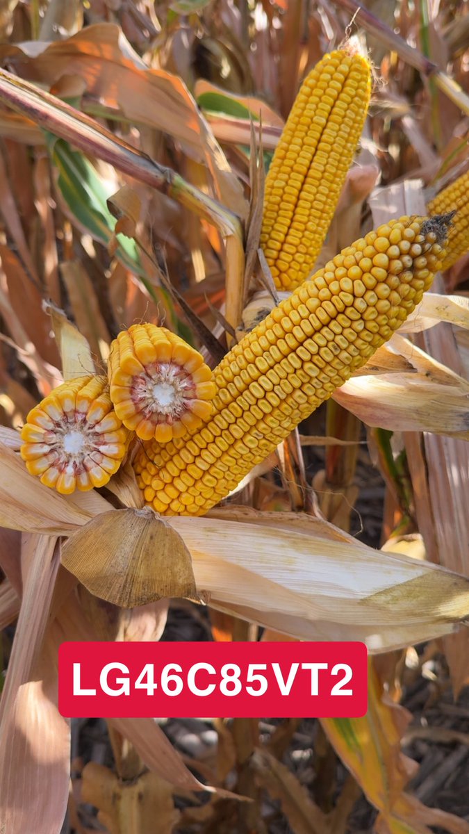 teejayhagen's tweet photo. Corn on corn plot with Sand Lake Sales! Excited to see the results soon! @LGSeeds https://t.co/pr1ak1714R
