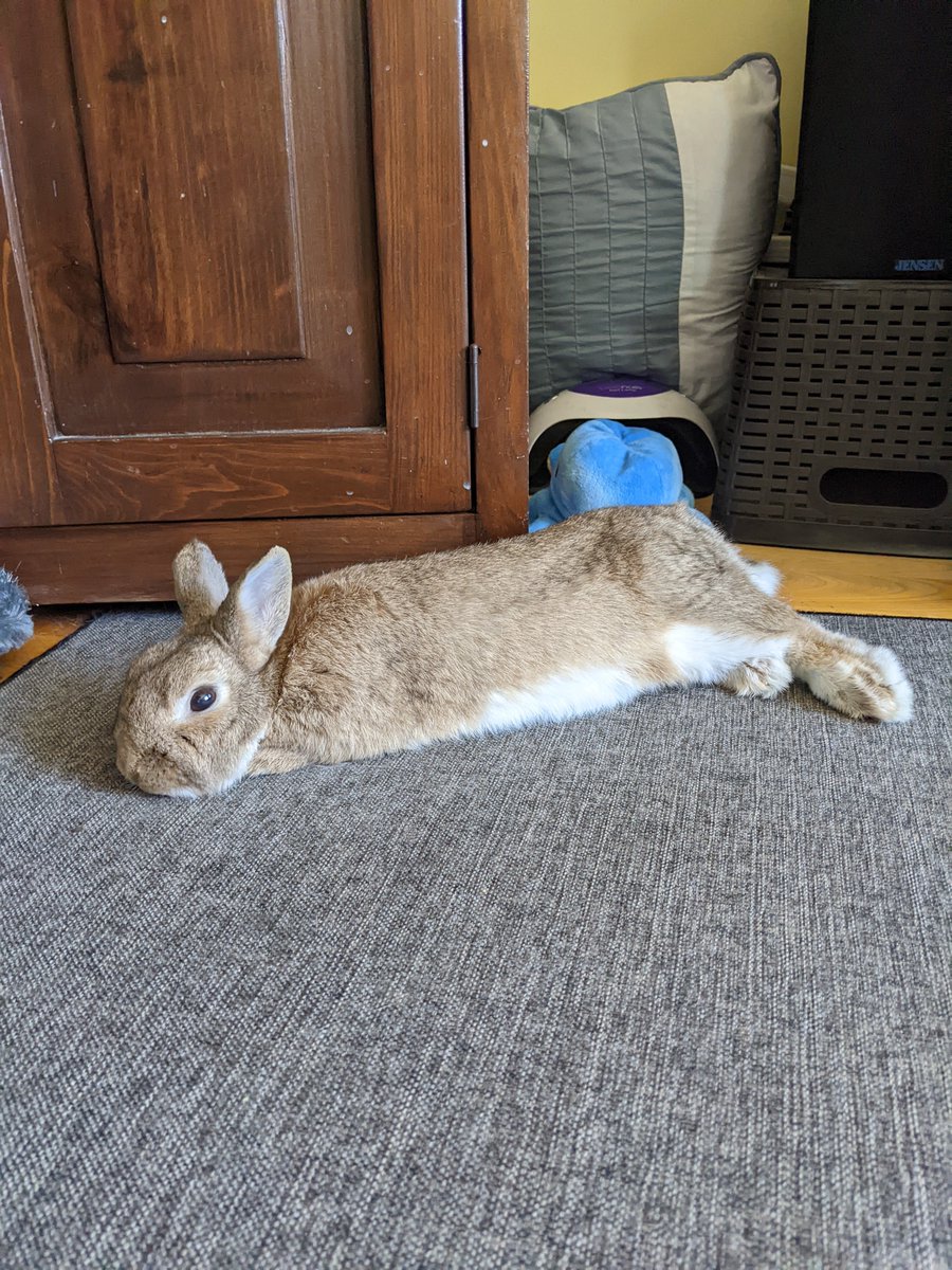 help... my bunny melted