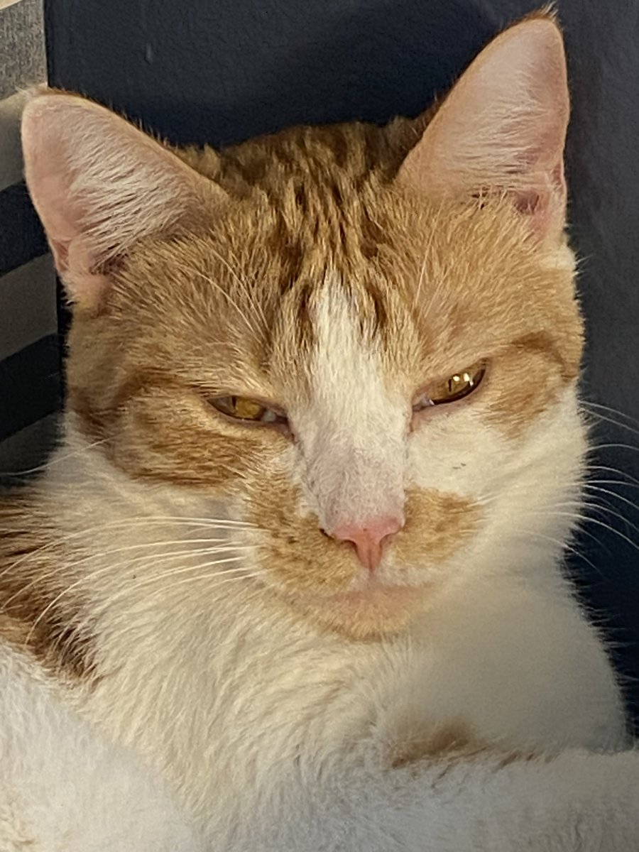 CatBuddha's tweet image. One toke over the line...
#cats   #catnip #junkiecat