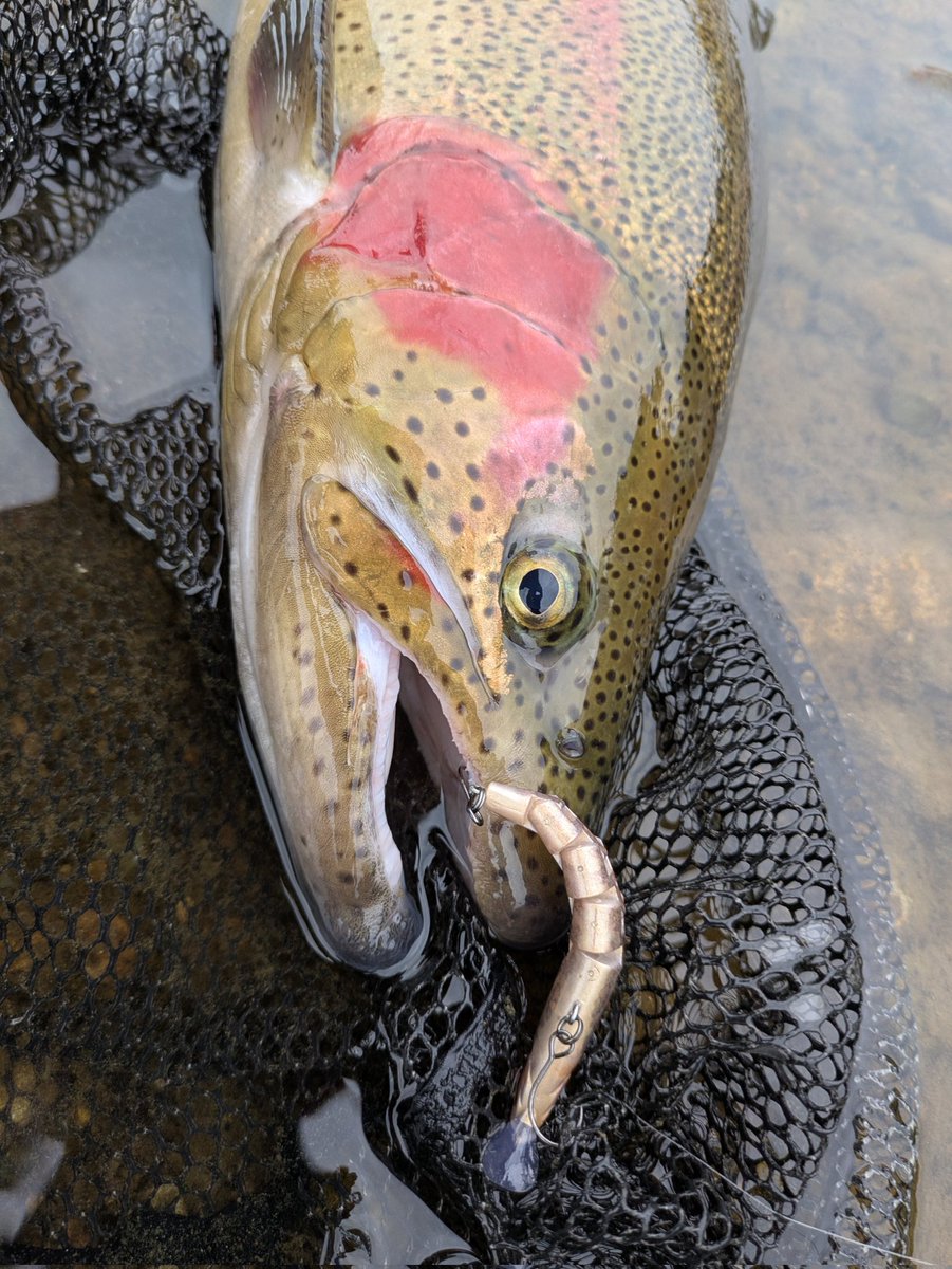 ティムコ トラウトフィッシング (@tiemco_trout) / Posts / X