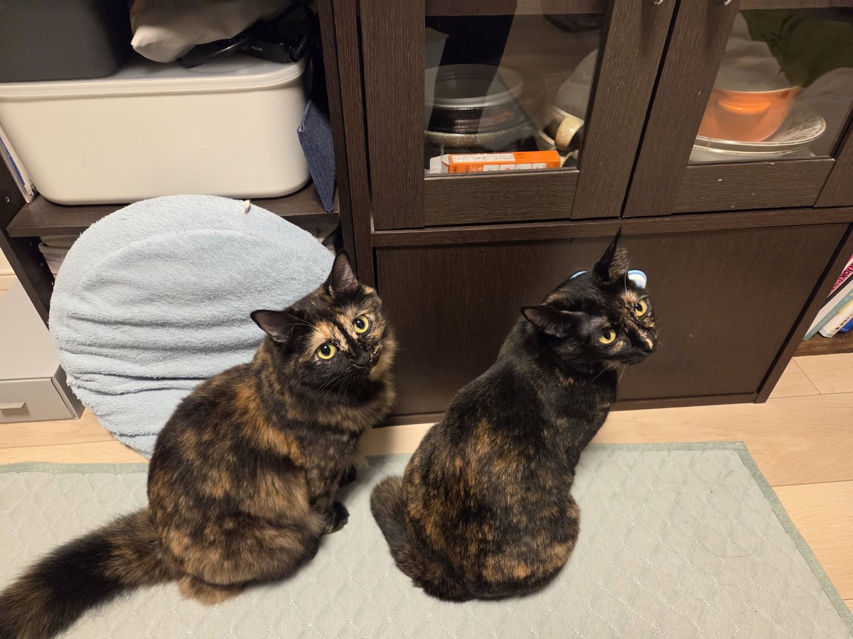 真は錆猫が好き サビ猫はいいぞ