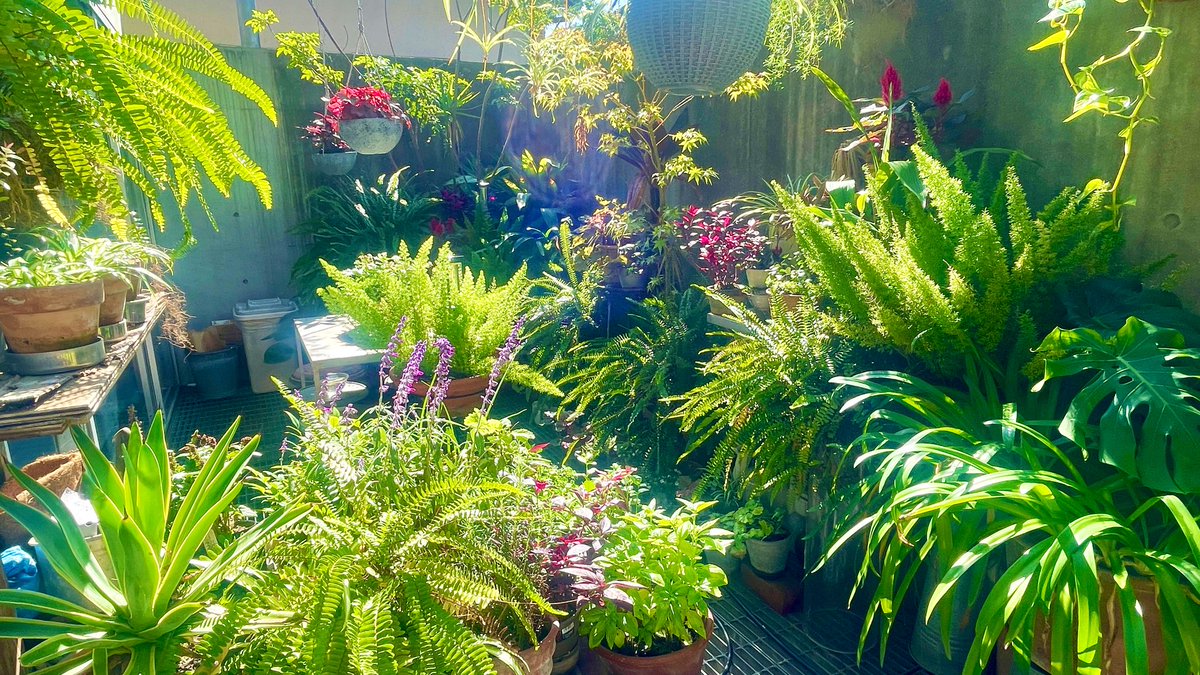 神宮前、久しぶりに晴れて、ガーデンが輝いています。全ての人の今日一日も、瑞々しく輝く一日となりますように🌿✨
#カオリガーデン　#秋晴れ